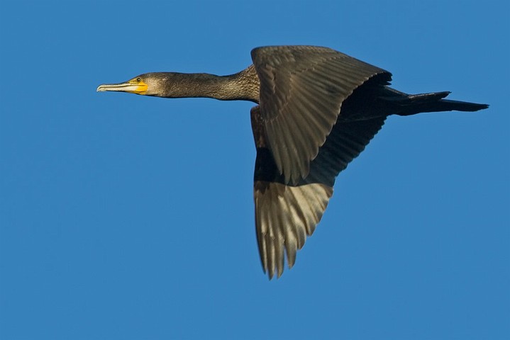 Kormoran Phalacrocorax carbo Great Cormorant